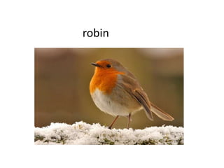 robin
 