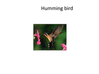 Humming bird
 