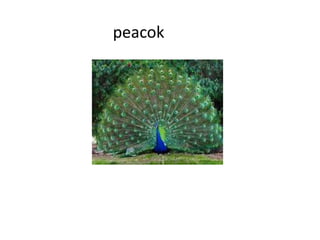 peacok
 
