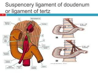 Suspencery ligament of doudenum 
or ligament of tertz 
9 
 
