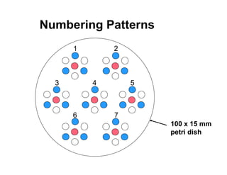 Numbering Patterns
      1       2



  3       4       5



      6       7
                      100 x 15 mm
                      petri dish
 