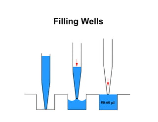 Filling Wells




            50-60 µl
 