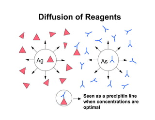 Diffusion of Reagents




Ag                 As




           Seen as a precipitin line
           when concentrations are
           optimal
 