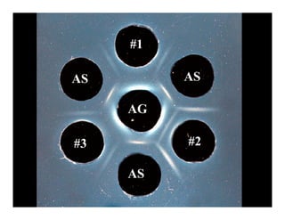 #1

AS        AS

     AG

#3        #2

     AS
 