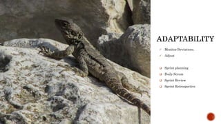  Monitor Deviations.
 Adjust
 Sprint planning
 Daily Scrum
 Sprint Review
 Sprint Retrospective
 