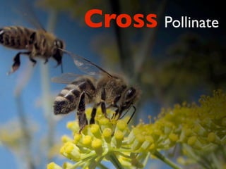 Cross Pollinate
 