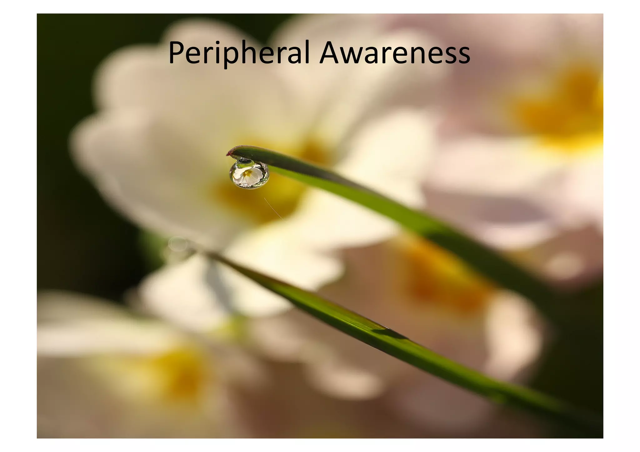 Peripheral 
Awareness 
 