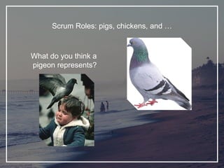 Scrum Roles: pigs, chickens, and …
What do you think a
pigeon represents?
 