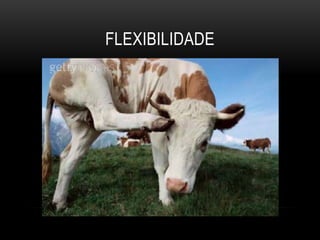 FLEXIBILIDADE
 
