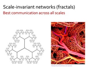 Scale-invariant networks (fractals)
Best communication across all scales
http://gut.bmj.com/content/57/7.cover-expansion
 