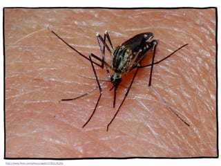 Self-organization… the dark side
http://www.flickr.com/photos/agder/2783124139/
 