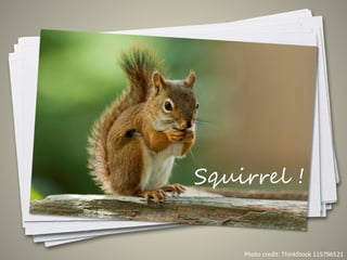 11
Photo credit: ThinkStock 115796521
Squirrel !
 