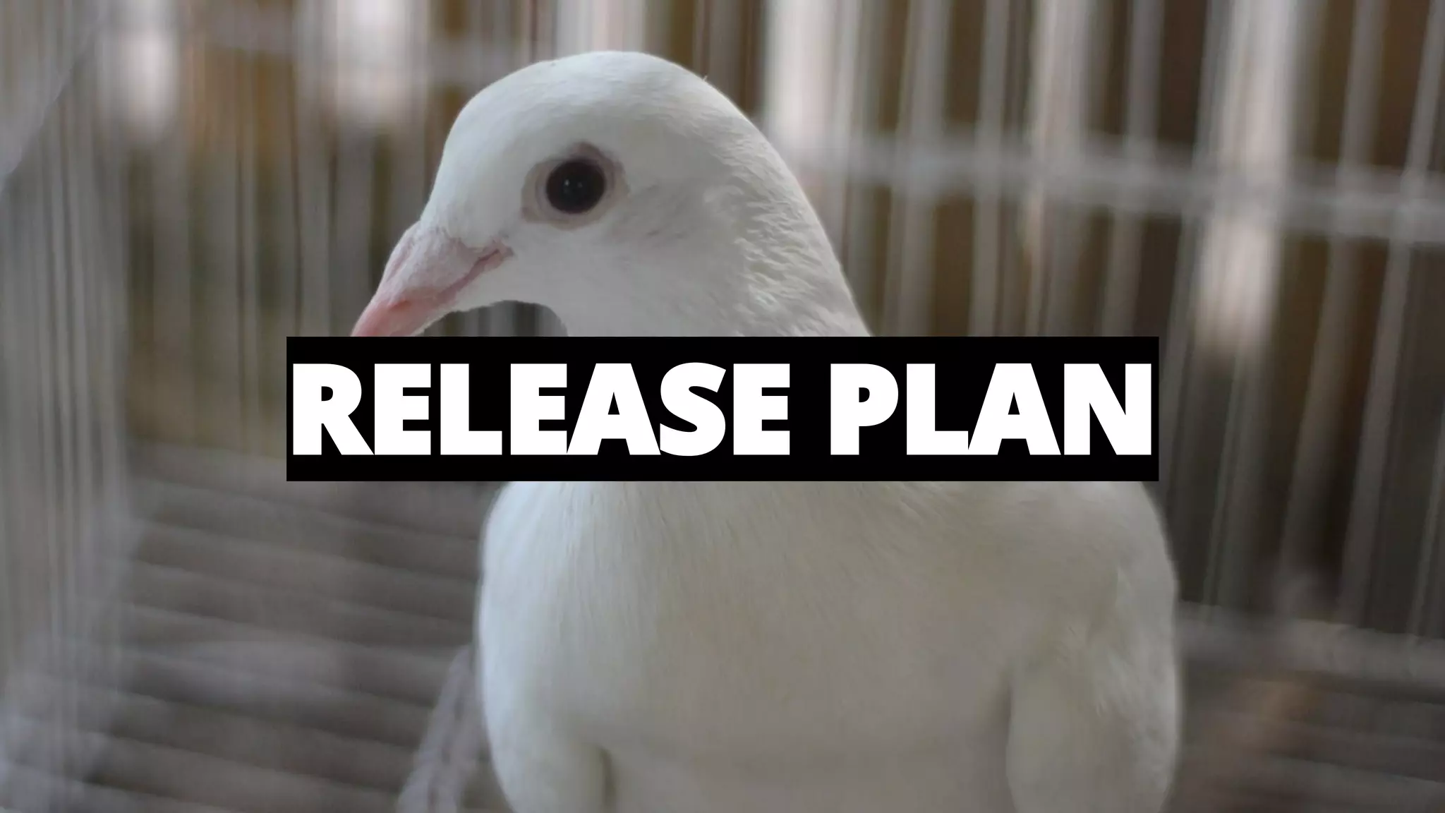 @AndyBirds@AndyBirds
RELEASE PLAN
 