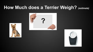 How Much does a Terrier Weigh? (estimate)
 