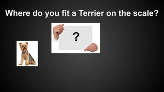 Where do you fit a Terrier on the scale?
 