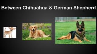 Between Chihuahua & German Shepherd
 