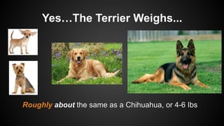 Yes…The Terrier Weighs...
Roughly about the same as a Chihuahua, or 4-6 Ibs
 
