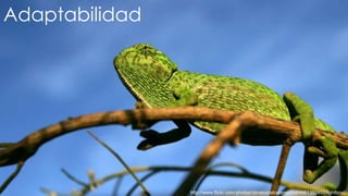 Adaptabilidad




                http://www.flickr.com/photos/obrasocialcajamadrid/4661392452/lightbox/
 
