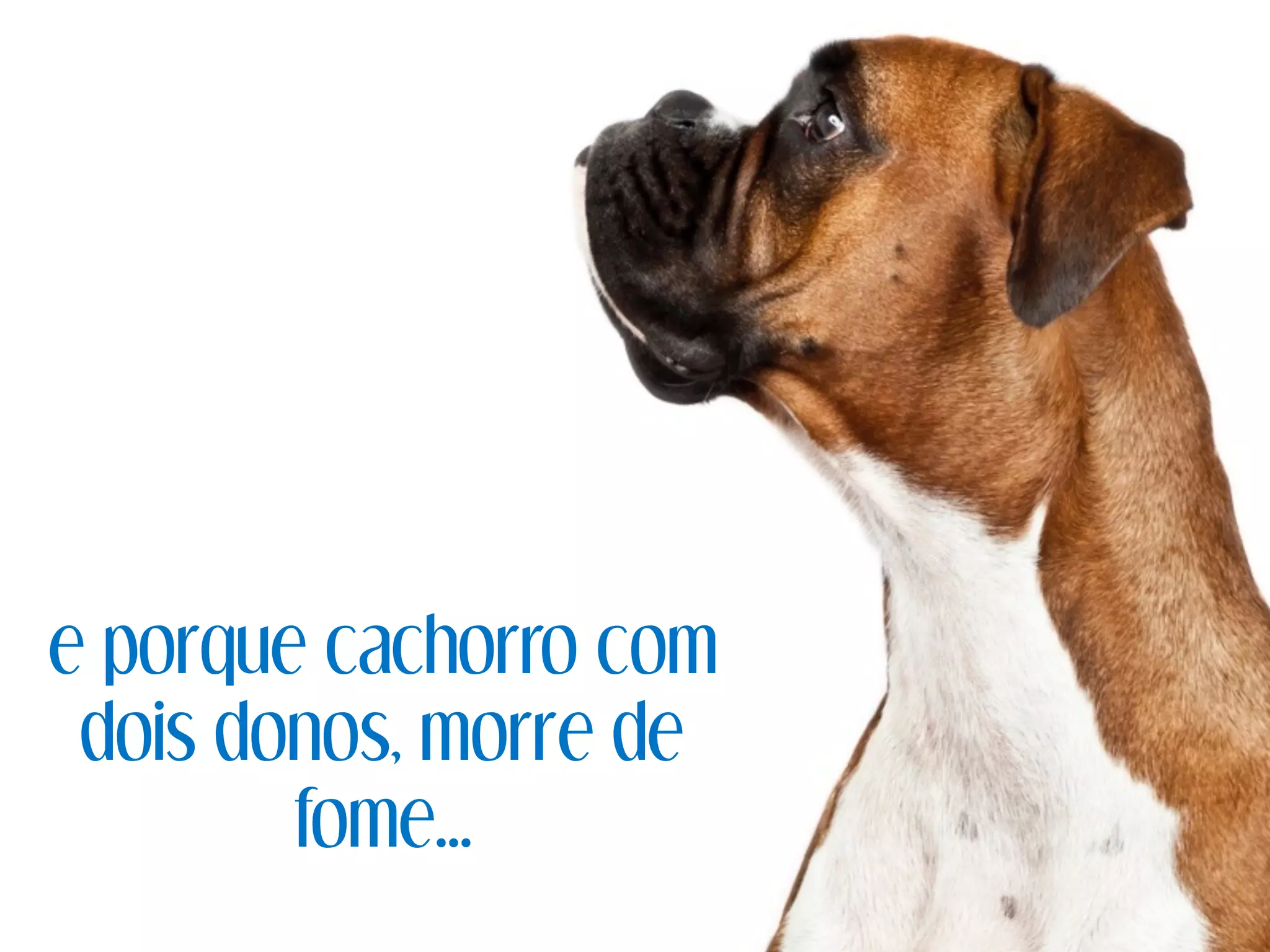 e porque cachorro com
dois donos, morre de
fome...
 