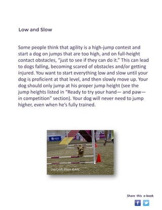 Some people think that agility is a high-jump contest and 
start a dog on jumps that are too high, and on full-height 
contact obstacles, “just to see if they can do it.” This can lead 
to dogs falling, becoming scared of obstacles and/or getting 
injured. You want to start everything low and slow until your 
dog is proficient at that level, and then slowly move up. Your 
dog should only jump at his proper jump height (see the 
jump heights listed in “Ready to try your hand— and paw— 
in competition” section). Your dog will never need to jump 
higher, even when he’s fully trained. 
Low and Slow 
Share this e-book 
Lisa Croft-Elliott ©AKC 
 