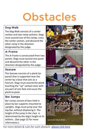Obstacles 
AKC’s most popular agility breeds 
Dog Walk 
The Dog Walk consists of a center section and two ramp sections. Dogs must ascend one of the ramps, cross the center section, and descend the other ramp in the direction designated by the judge. 
A-Frame 
The A-Frame is constructed from two panels. Dogs must ascend one panel and descend the other in the direction designated by the judge. 
Seasaw 
The Seesaw consists of a plank (or panel) that is supported near the center by a base that acts as a fulcrum. Dogs must ascend the plank touching the “up” contact zone with any part of one foot and cause the plank to pivot. 
For more details & rules for each obstacle please click here 
Bar Jumps 
Bar Jumps consist of bars held in place by bar supports mounted to uprights. Dogs must jump over the top bar, without displacing it. The height of the jump in the class is determined by the dog’s height at its withers. (See page 22 for more information.) 
Lisa Croft-Elliott ©AKC 
Lisa Croft-Elliott ©AKC 
Lisa Croft-Elliott ©AKC 
Photo Amy Johnson  
