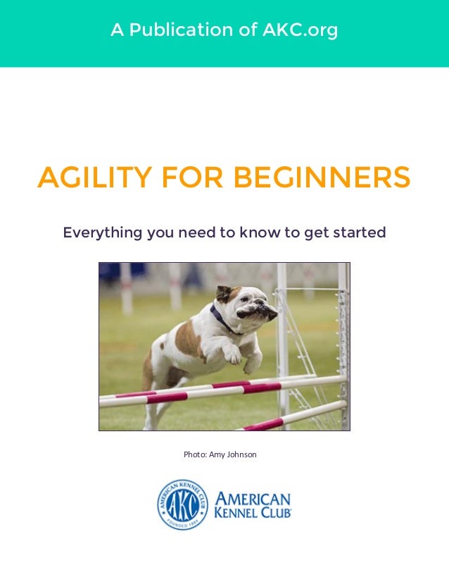 dog agility for beginners