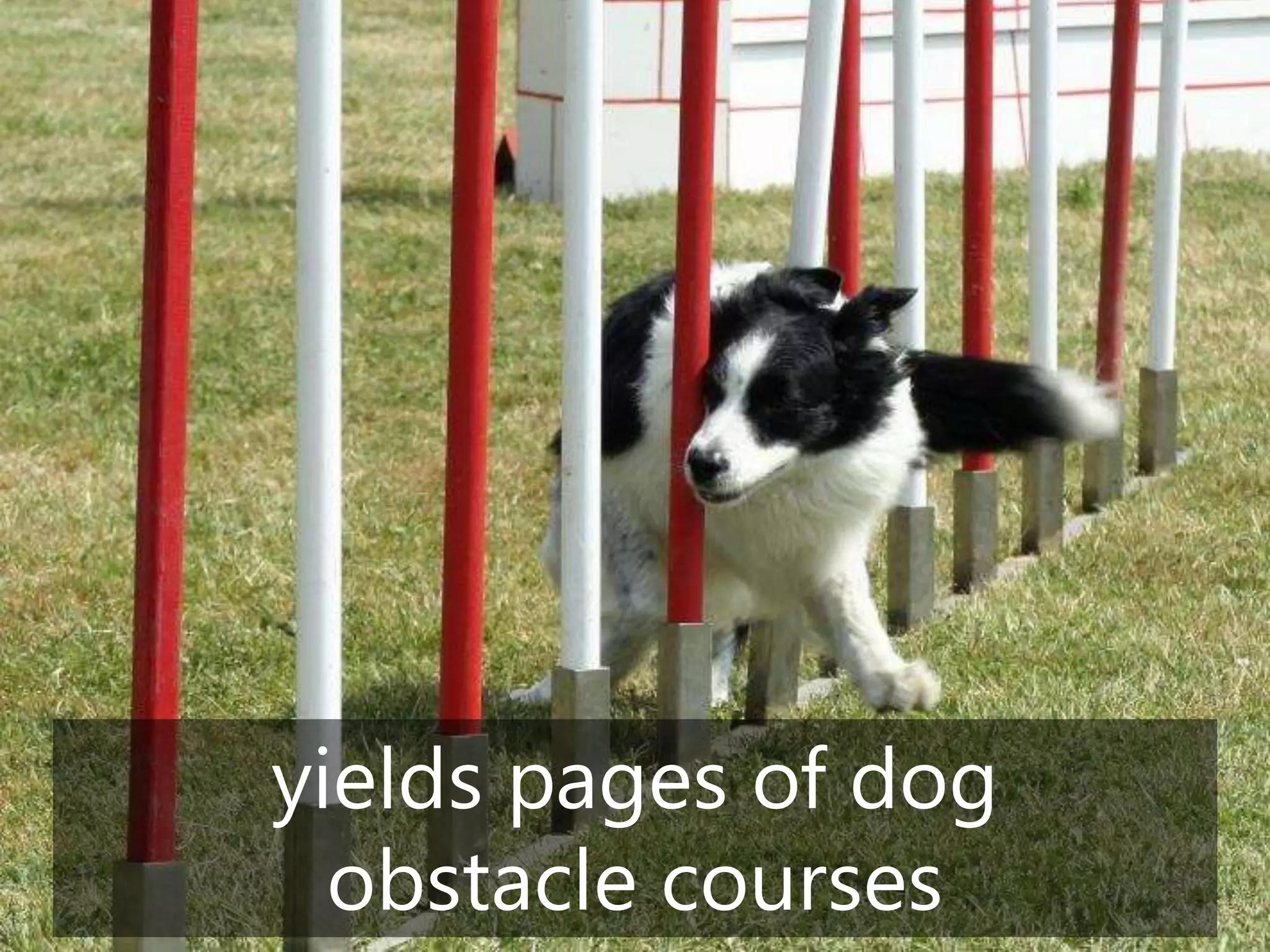 © Prosci Inc. All rights reserved. 3
yields pages of dog
obstacle courses
 