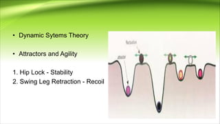 • Dynamic Sytems Theory
• Attractors and Agility
1. Hip Lock - Stability
2. Swing Leg Retraction - Recoil
 