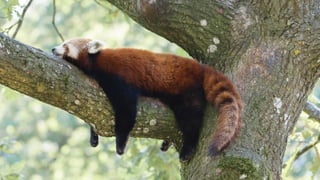 Em grupos:
● Encontrem um exemplo no nosso cotidiano para cada
uma das 7 categorias de desperdício
? Encontre 7 desperdícios
 