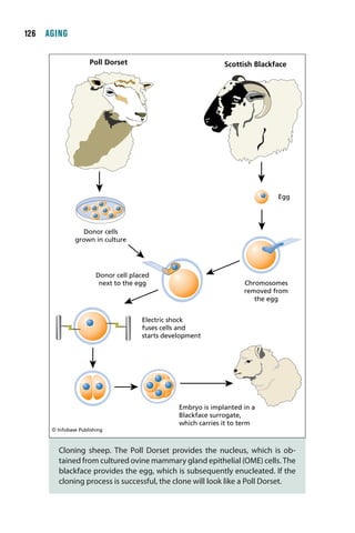 Aging, revised edition / Figure 36 / Panno



       1  AGING

                              Poll Dorset                               Scottish Blackface




                                                                                       Egg




                          Donor cells
                        grown in culture




                                 Donor cell placed
                                  next to the egg                             Chromosomes
                                                                              removed from
                                                                                 the egg


                                               Electric shock
                                               fuses cells and
                                               starts development




                                                          Embryo is implanted in a
                                                          Blackface surrogate,
                                                          which carries it to term
               © Infobase Publishing



                 Cloning sheep. The Poll Dorset provides the nucleus, which is ob-
                 tained from cultured ovine mammary gland epithelial (OME) cells. The
                 blackface provides the egg, which is subsequently enucleated. If the
                 cloning process is successful, the clone will look like a Poll Dorset.
 