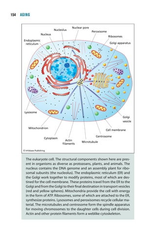 1  AGING


                                             Nuclear pore
                                 Nucleolus
                                                            Peroxisome
                       Nucleus
                                                                         Ribosomes
      Endoplasmic
       reticulum                                                         Golgi apparatus




       Lysosome
                                                                                     Golgi
                                                                                     vesicle

           Mitochondrion
                                                                     Cell membrane

                                                              Centrosome
                          Cytoplasm
                                         Actin
                                                   Microtubule
                                       ﬁlaments

      © Infobase Publishing



        The eukaryote cell. The structural components shown here are pres-
        ent in organisms as diverse as protozoans, plants, and animals. The
        nucleus contains the DNA genome and an assembly plant for ribo-
        somal subunits (the nucleolus). The endoplasmic reticulum (ER) and
        the Golgi work together to modify proteins, most of which are des-
        tined for the cell membrane. These proteins travel from the ER to the
        Golgi and from the Golgi to their final destination in transport vesicles
        (red and yellow spheres). Mitochondria provide the cell with energy
        in the form of ATP. Ribosomes, some of which are attached to the ER,
        synthesize proteins. Lysosomes and peroxisomes recycle cellular ma-
        terial. The microtubules and centrosome form the spindle apparatus
        for moving chromosomes to the daughter cells during cell division.
        Actin and other protein filaments form a weblike cytoskeleton.
 