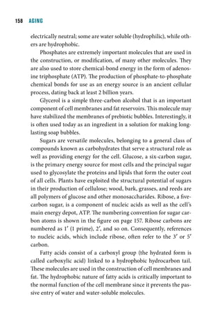 1  AGING

     electrically neutral; some are water soluble (hydrophilic), while oth-
     ers are hydrophobic.
          Phosphates are extremely important molecules that are used in
     the construction, or modification, of many other molecules. They
     are also used to store chemical-bond energy in the form of adenos-
     ine triphosphate (ATP). The production of phosphate-to-phosphate
     chemical bonds for use as an energy source is an ancient cellular
     process, dating back at least 2 billion years.
          Glycerol is a simple three-carbon alcohol that is an important
     component of cell membranes and fat reservoirs. This molecule may
     have stabilized the membranes of prebiotic bubbles. Interestingly, it
     is often used today as an ingredient in a solution for making long-
     lasting soap bubbles.
          Sugars are versatile molecules, belonging to a general class of
     compounds known as carbohydrates that serve a structural role as
     well as providing energy for the cell. Glucose, a six-carbon sugar,
     is the primary energy source for most cells and the principal sugar
     used to glycosylate the proteins and lipids that form the outer coat
     of all cells. Plants have exploited the structural potential of sugars
     in their production of cellulose; wood, bark, grasses, and reeds are
     all polymers of glucose and other monosaccharides. Ribose, a five-
     carbon sugar, is a component of nucleic acids as well as the cell’s
     main energy depot, ATP. The numbering convention for sugar car-
     bon atoms is shown in the figure on page 157. Ribose carbons are
     numbered as 1′ (1 prime), 2′, and so on. Consequently, references
     to nucleic acids, which include ribose, often refer to the 3′ or 5′
     carbon.
          Fatty acids consist of a carboxyl group (the hydrated form is
     called carboxylic acid) linked to a hydrophobic hydrocarbon tail.
     These molecules are used in the construction of cell membranes and
     fat. The hydrophobic nature of fatty acids is critically important to
     the normal function of the cell membrane since it prevents the pas-
     sive entry of water and water-soluble molecules.
 