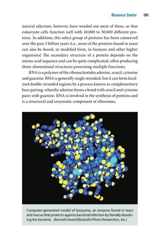 Resource Center    11

natural selection, however, have weeded out most of these, so that
eukaryote cells function well with 10,000 to 30,000 different pro-
teins. In addition, this select group of proteins has been conserved
over the past 2 billion years (i.e., most of the proteins found in yeast
can also be found, in modified form, in humans and other higher
organisms) The secondary structure of a protein depends on the
amino acid sequence and can be quite complicated, often producing
three-dimensional structures possessing multiple functions.
     RNA is a polymer of the ribonucleotides adenine, uracil, cytosine
and guanine. RNA is generally single stranded, but it can form local-
ized double-stranded regions by a process known as complementary
base pairing, whereby adenine forms a bond with uracil and cytosine
pairs with guanine. RNA is involved in the synthesis of proteins and
is a structural and enzymatic component of ribosomes.




  Computer-generated model of lysozyme, an enzyme found in tears
  and mucus that protects against bacterial infection by literally dissolv-
  ing the bacteria. (Kenneth Eward/BioGrafx/Photo Researchers, Inc.)
 