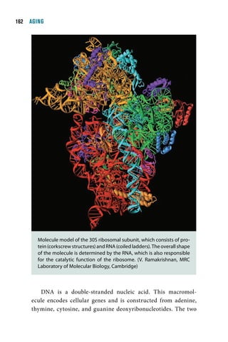 1  AGING




       Molecule model of the 30S ribosomal subunit, which consists of pro-
       tein (corkscrew structures) and RNA (coiled ladders). The overall shape
       of the molecule is determined by the RNA, which is also responsible
       for the catalytic function of the ribosome. (V. Ramakrishnan, MRC
       Laboratory of Molecular Biology, Cambridge)



        DNA is a double-stranded nucleic acid. This macromol-
     ecule encodes cellular genes and is constructed from adenine,
     thymine, cytosine, and guanine deoxyribonucleotides. The two
 