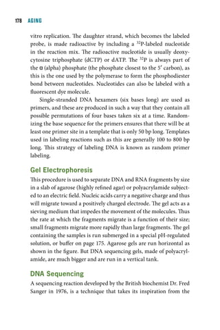 1  AGING

     vitro replication. The daughter strand, which becomes the labeled
     probe, is made radioactive by including a 32P-labeled nucleotide
     in the reaction mix. The radioactive nucleotide is usually deoxy-
     cytosine triphosphate (dCTP) or dATP. The 32P is always part of
     the α (alpha) phosphate (the phosphate closest to the 5′ carbon), as
     this is the one used by the polymerase to form the phosphodiester
     bond between nucleotides. Nucleotides can also be labeled with a
     fluorescent dye molecule.
         Single-stranded DNA hexamers (six bases long) are used as
     primers, and these are produced in such a way that they contain all
     possible permutations of four bases taken six at a time. Random-
     izing the base sequence for the primers ensures that there will be at
     least one primer site in a template that is only 50 bp long. Templates
     used in labeling reactions such as this are generally 100 to 800 bp
     long. This strategy of labeling DNA is known as random primer
     labeling.

     gel electrophoresis
     This procedure is used to separate DNA and RNA fragments by size
     in a slab of agarose (highly refined agar) or polyacrylamide subject-
     ed to an electric field. Nucleic acids carry a negative charge and thus
     will migrate toward a positively charged electrode. The gel acts as a
     sieving medium that impedes the movement of the molecules. Thus
     the rate at which the fragments migrate is a function of their size;
     small fragments migrate more rapidly than large fragments. The gel
     containing the samples is run submerged in a special pH-regulated
     solution, or buffer on page 175. Agarose gels are run horizontal as
     shown in the figure. But DNA sequencing gels, made of polyacryl-
     amide, are much bigger and are run in a vertical tank.

     dna Sequencing
     A sequencing reaction developed by the British biochemist Dr. Fred
     Sanger in 1976, is a technique that takes its inspiration from the
 
