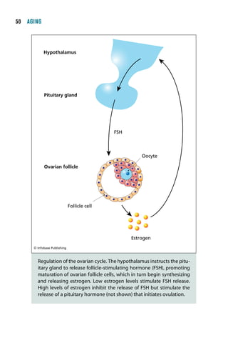 0  AGING



            Hypothalamus




            Pituitary gland




                                              FSH




                                                        Oocyte

            Ovarian follicle




                              Follicle cell




                                                    Estrogen
      © Infobase Publishing



        Regulation of the ovarian cycle. The hypothalamus instructs the pitu-
        itary gland to release follicle-stimulating hormone (FSH), promoting
        maturation of ovarian follicle cells, which in turn begin synthesizing
        and releasing estrogen. Low estrogen levels stimulate FSH release.
        High levels of estrogen inhibit the release of FSH but stimulate the
        release of a pituitary hormone (not shown) that initiates ovulation.
 