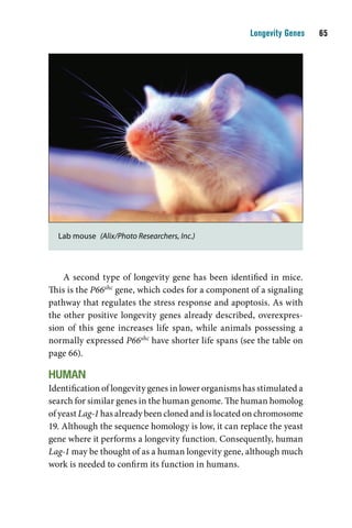 Longevity Genes    




  Lab mouse (Alix/Photo Researchers, Inc.)




    A second type of longevity gene has been identified in mice.
This is the P66shc gene, which codes for a component of a signaling
pathway that regulates the stress response and apoptosis. As with
the other positive longevity genes already described, overexpres-
sion of this gene increases life span, while animals possessing a
normally expressed P66shc have shorter life spans (see the table on
page 66).

Human
Identification of longevity genes in lower organisms has stimulated a
search for similar genes in the human genome. The human homolog
of yeast Lag-1 has already been cloned and is located on chromosome
19. Although the sequence homology is low, it can replace the yeast
gene where it performs a longevity function. Consequently, human
Lag-1 may be thought of as a human longevity gene, although much
work is needed to confirm its function in humans.
 