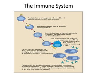 The Immune System
 