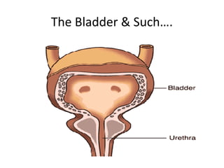 The Bladder & Such….
 