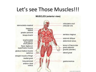 Let’s see Those Muscles!!!
 