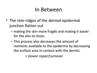 In Between
• The rete-ridges of the dermal-epidermal
junction flatten out
– making the skin more fragile and making it easier
for the skin to shear.
– This process also decreases the amount of
nutrients available to the epidermis by decreasing
the surface area in contact with the dermis.
= slower repair/turnover
 