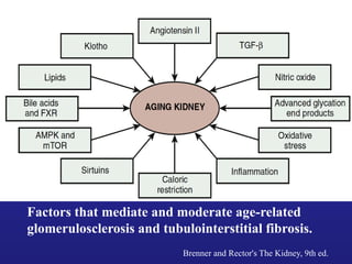 Factors that mediate and moderate age-related
glomerulosclerosis and tubulointerstitial fibrosis.
Brenner and Rector's The Kidney, 9th ed.
 