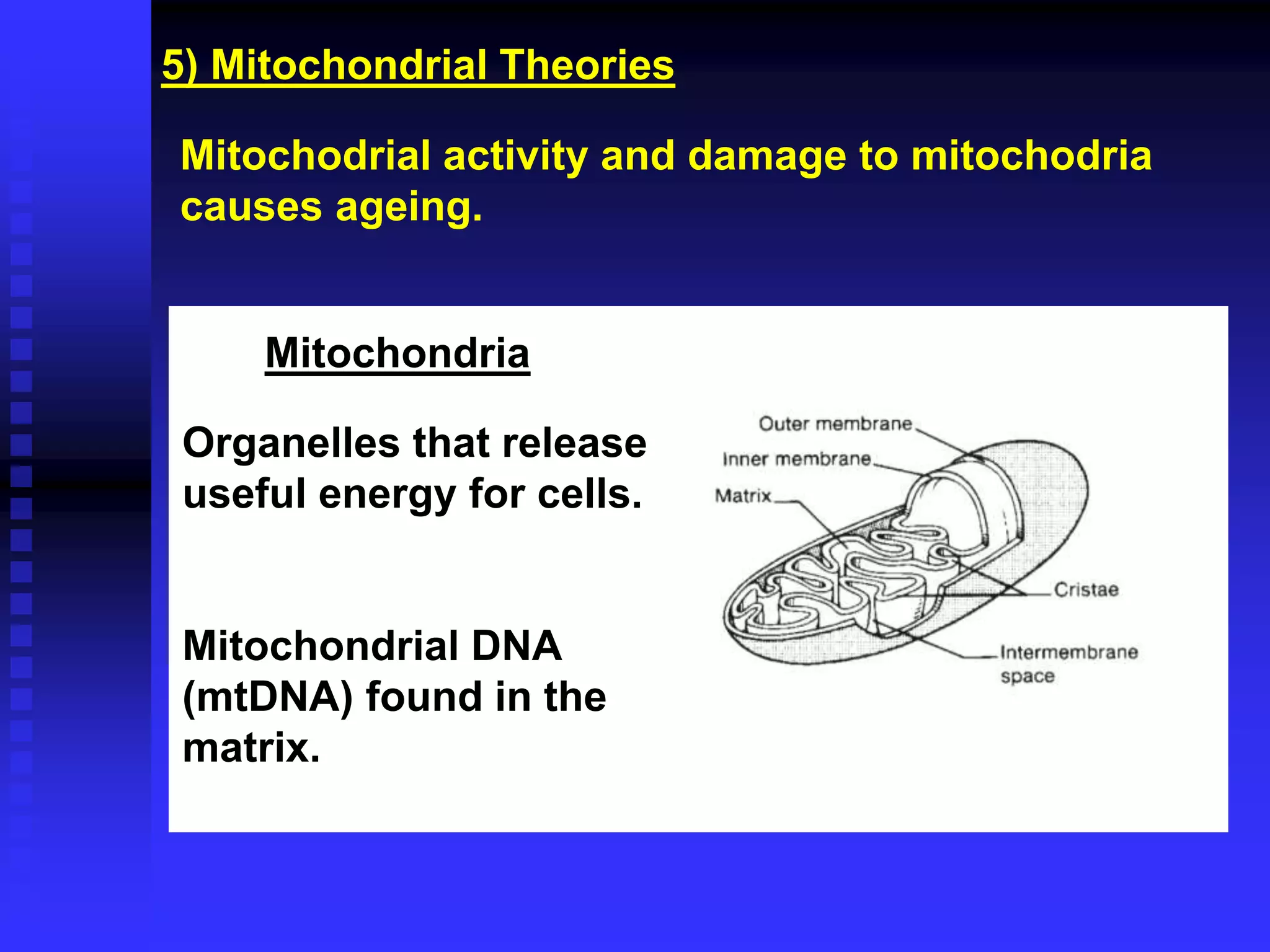 5) Mitochondrial Theories
Mitochodrial activity and damage to mitochodria
causes ageing.
Organelles that release
useful energy for cells.
Mitochondrial DNA
(mtDNA) found in the
matrix.
Mitochondria
 