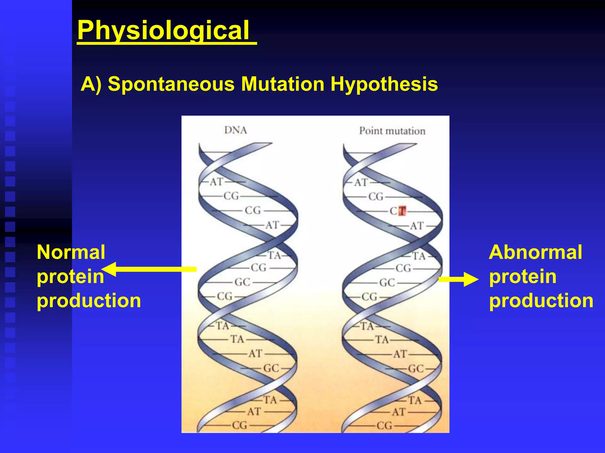Physiological
A) Spontaneous Mutation Hypothesis
Normal
protein
production
Abnormal
protein
production
 