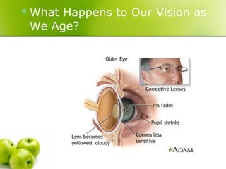 Age Add Vision Aging and how to with it | PPT