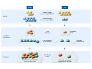 Aging and immune system | PPTX