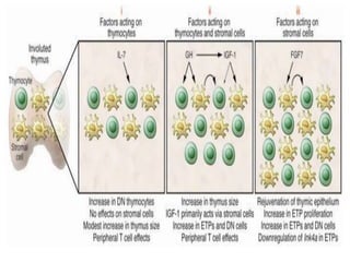 Aging and immune system | PPTX