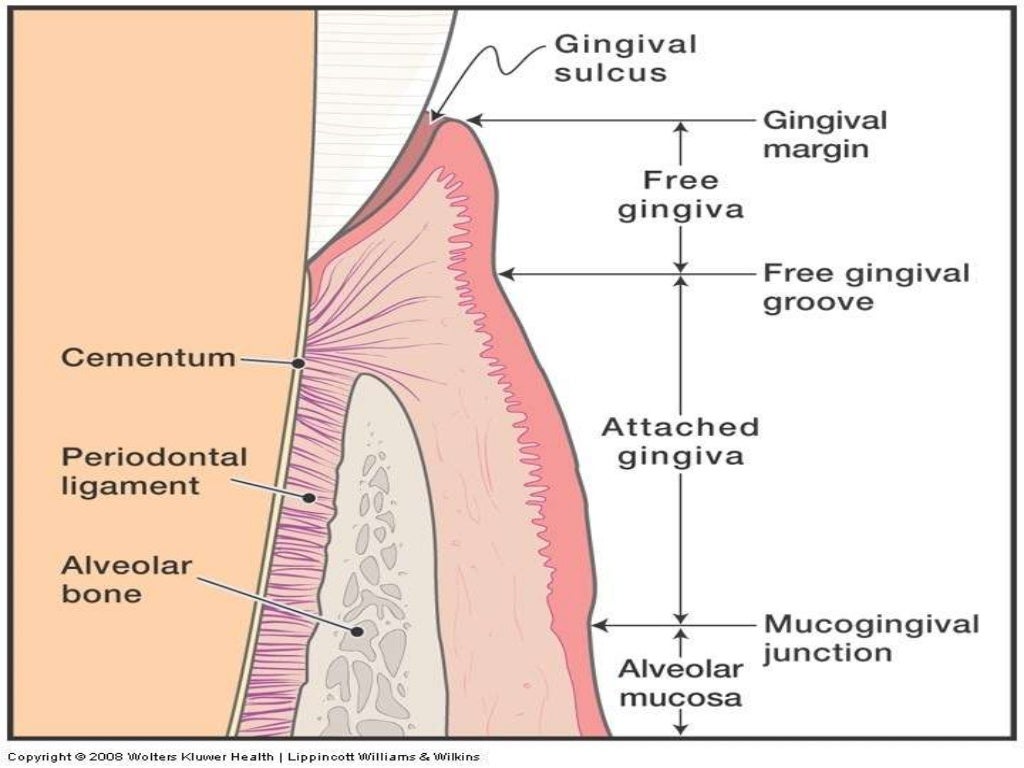 Aging and the periodontium