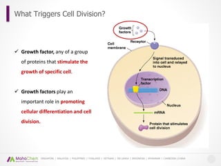 Aging and Epidermal Growth Factor (EGF) | PPTX