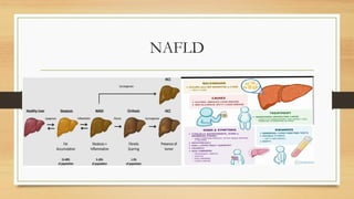 Comprehensive Overview of Aging Effects on the Human Digestive System | PDF